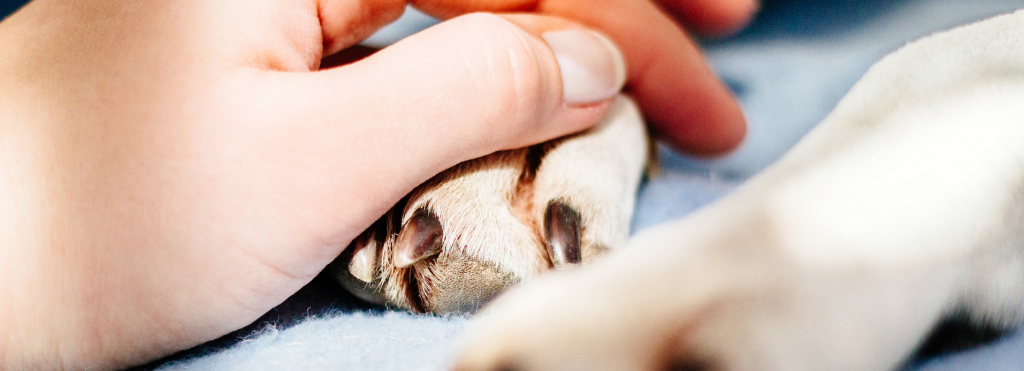 At home euthanasia services near me