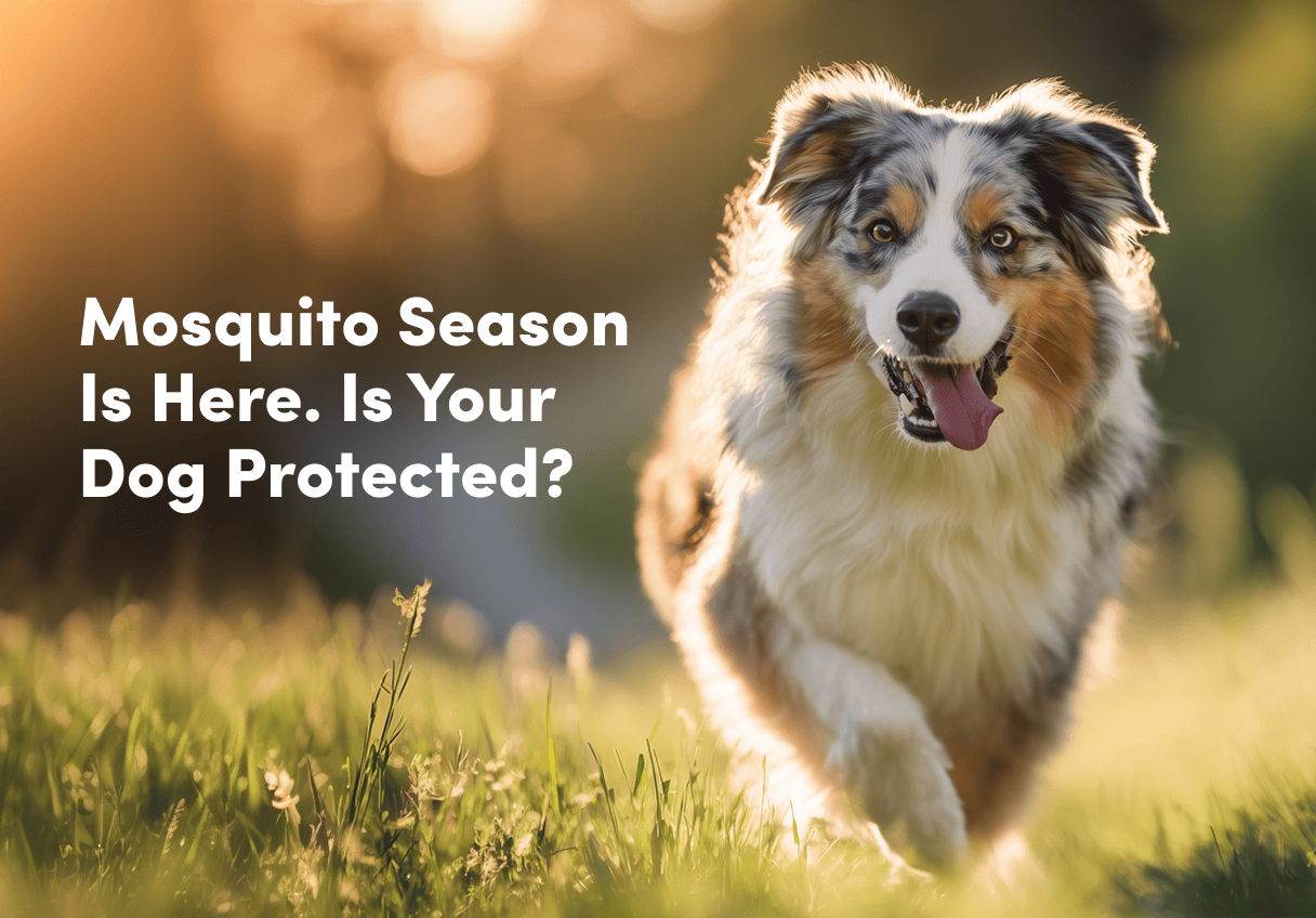 Mosquito Season Is Here