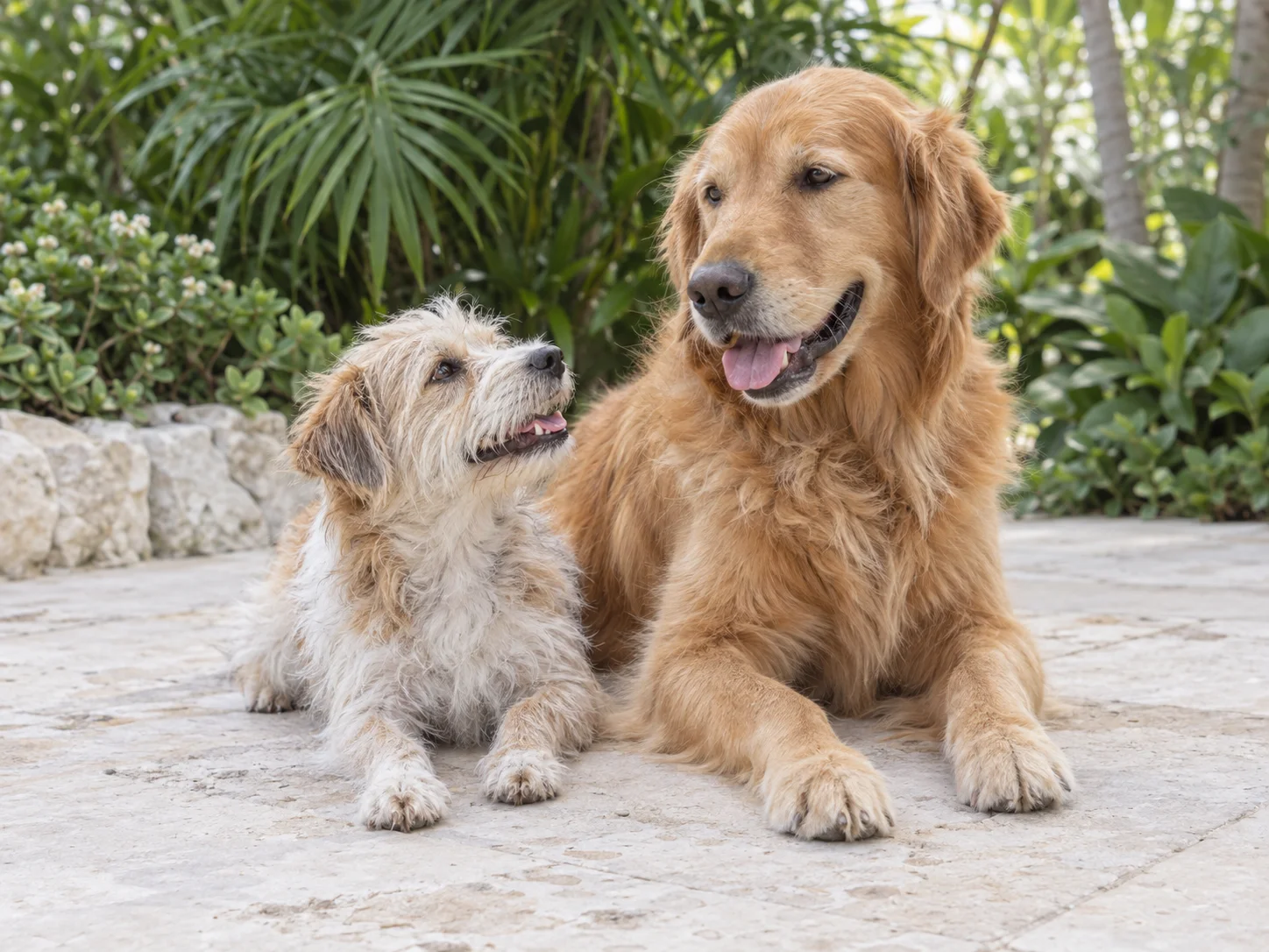 A golden retriever and a scruffy terrier sharing a relaxed moment in a sunny garden